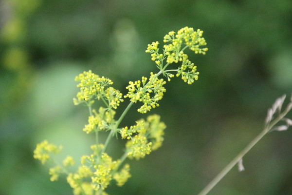 photo of Lady's Bedstraw