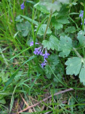 photo of Ground Ivy