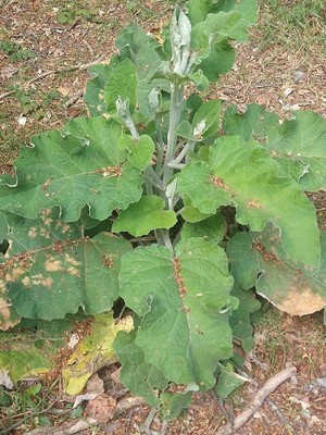 photo of Lesser Burdock