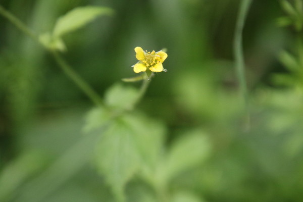 photo of Wood Avens