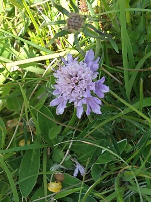 photo of Small Scabious