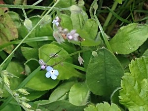 photo of Field Forget Me Not