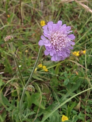 photo of Field Scabious