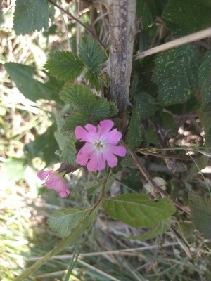 photo of Red Campion