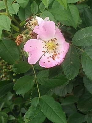 photo of Common Dog Rose