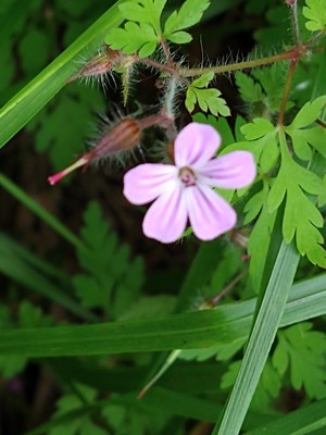 photo of Herb Robert