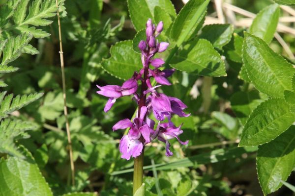 photo of Early Purple Orchid