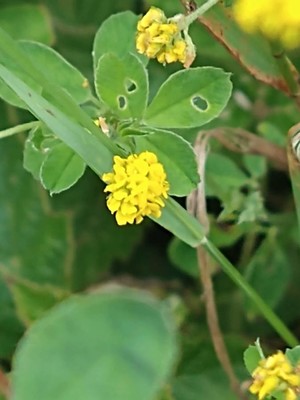 photo of Black Medick