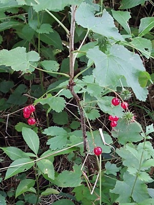 photo of Red Currant