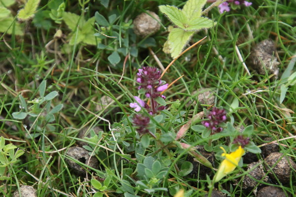 photo of Wild Thyme