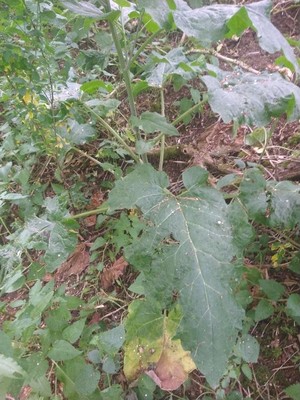 photo of Lesser Burdock