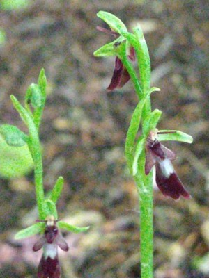 photo of Fly Orchid