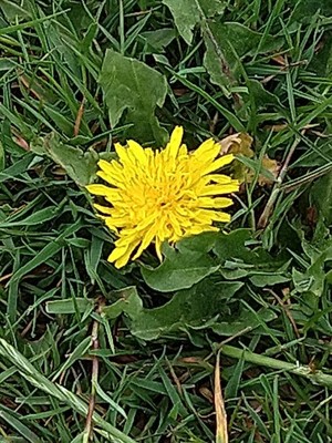 photo of Dandelion