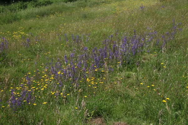photo of Meadow Clary