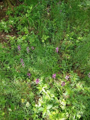 photo of Early Purple Orchid
