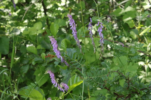 photo of Tufted Vetch
