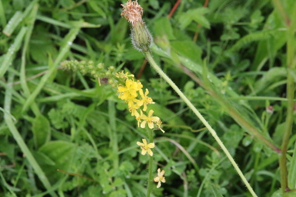 photo of Agrimony
