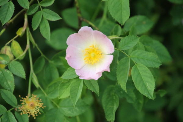photo of Common Dog Rose