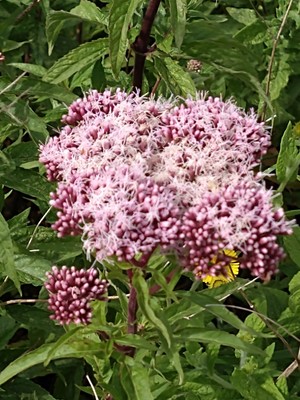 photo of Hemp Agrimony