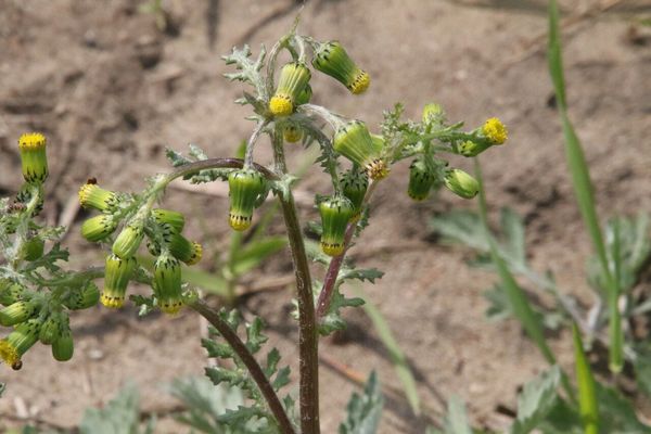 photo of Groundsel