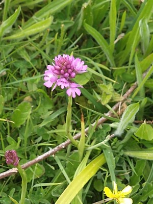 photo of Pyramidal Orchid