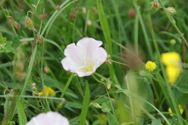photo of Field Bindweed