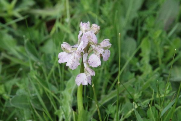 photo of Green Winged Orchid
