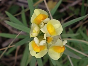 photo of Common Toadflax