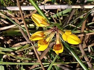 photo of Horseshoe Vetch