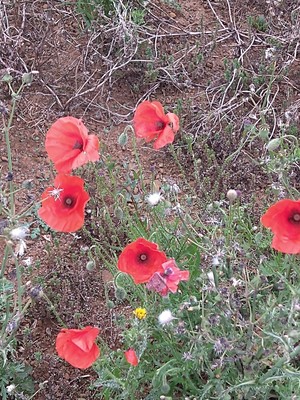 photo of Common Poppy