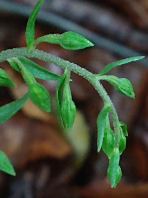 photo of Narrow Lipped Helleborine