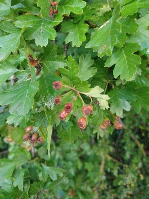 photo of Hawthorn