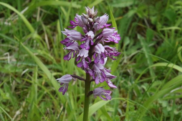 photo of Military Orchid