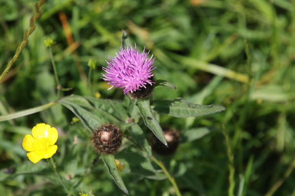photo of Common Knapweed