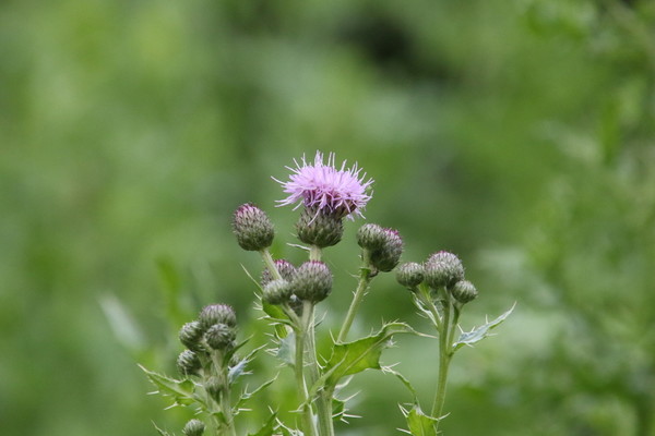 photo of Creeping Thistle