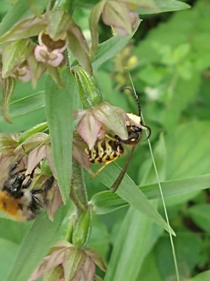 photo of Broad Leaved Helleborine