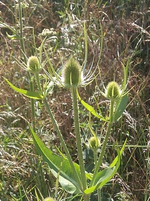 photo of Teasel
