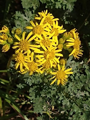 photo of Ragwort