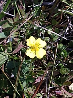 photo of Creeping Cinquefoil