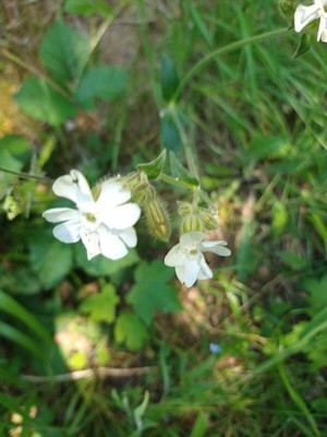photo of White Campion