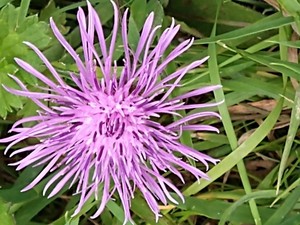 photo of Brown Knapweed