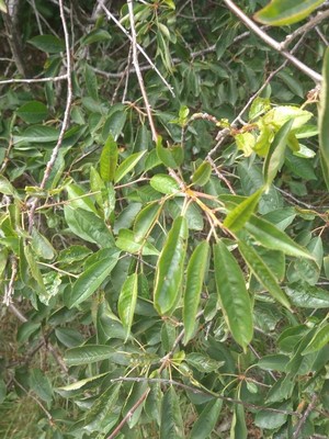 photo of Black Cherry