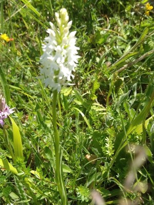 photo of Common Spotted Orchid