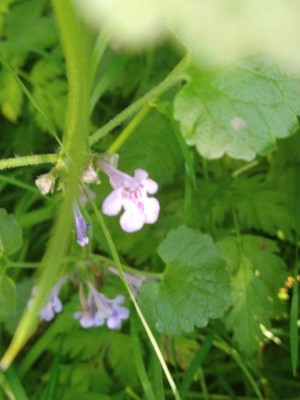 photo of Ground Ivy