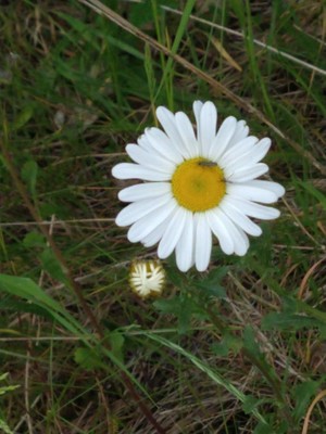 photo of Oxeye Daisy