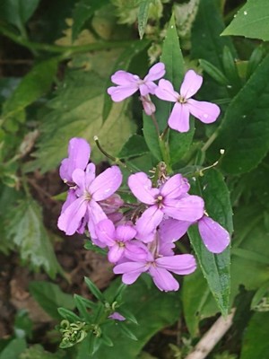 photo of Dame's Violet
