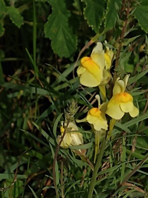 photo of Common Toadflax