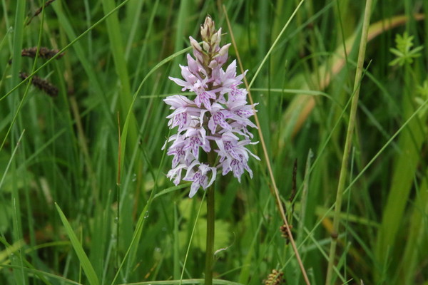 photo of Common Spotted Orchid