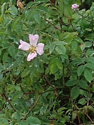photo of Common Dog Rose