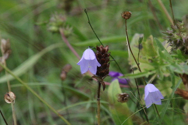 photo of Harebell